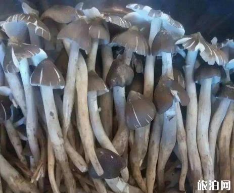 西双版纳到大理旅游指南_行程_景点推荐
