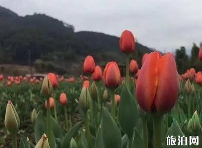 遵义到巴厘岛旅游指南_行程_景点推荐