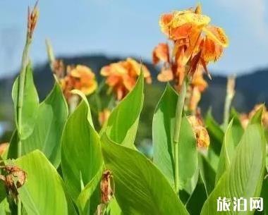 黔西南至越南旅游指南_行程表_景点推荐