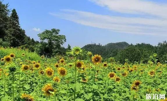 凉山到欧洲旅游指南_行程表_景点推荐