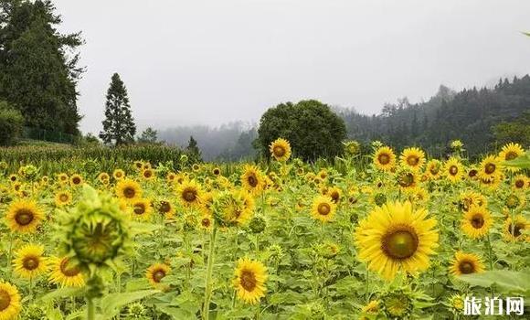 劳动节去河池旅游必备物品？你带了什么？