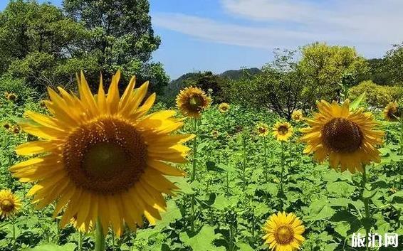 劳动节去河池旅游必备物品？你带了什么？