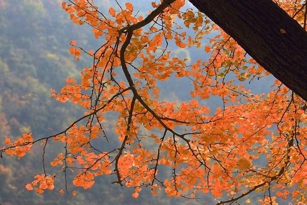 秋天淮安穿衣指南_秋天淮安穿什么衣服_秋天淮安天气温度