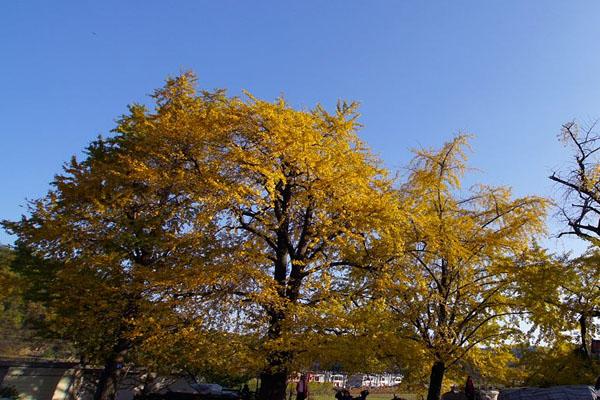 11月去平顶山怎么样_ 11月去平顶山怎么样_ 11月去平顶山好玩吗？